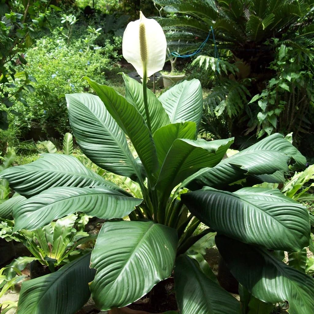 Aesthetic Peace Lily Live Plant With Pot, Large Size Natural Indoor Houseplant, White Bloom Spathiphyllum for Living Room and Home Decor, Pack of 1 | SS4-image-25