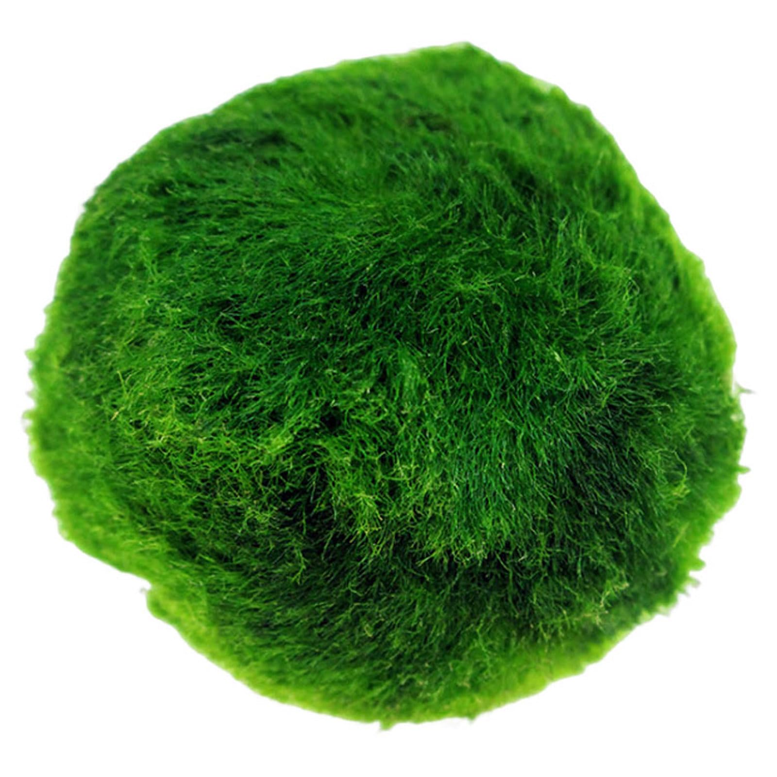 Premium Live Marimo Moss Ball, Natural Freshwater Plant Ornament, Perfect for Aquariums, Shrimp Tanks, Betta Habitats and Nano Aquascaping