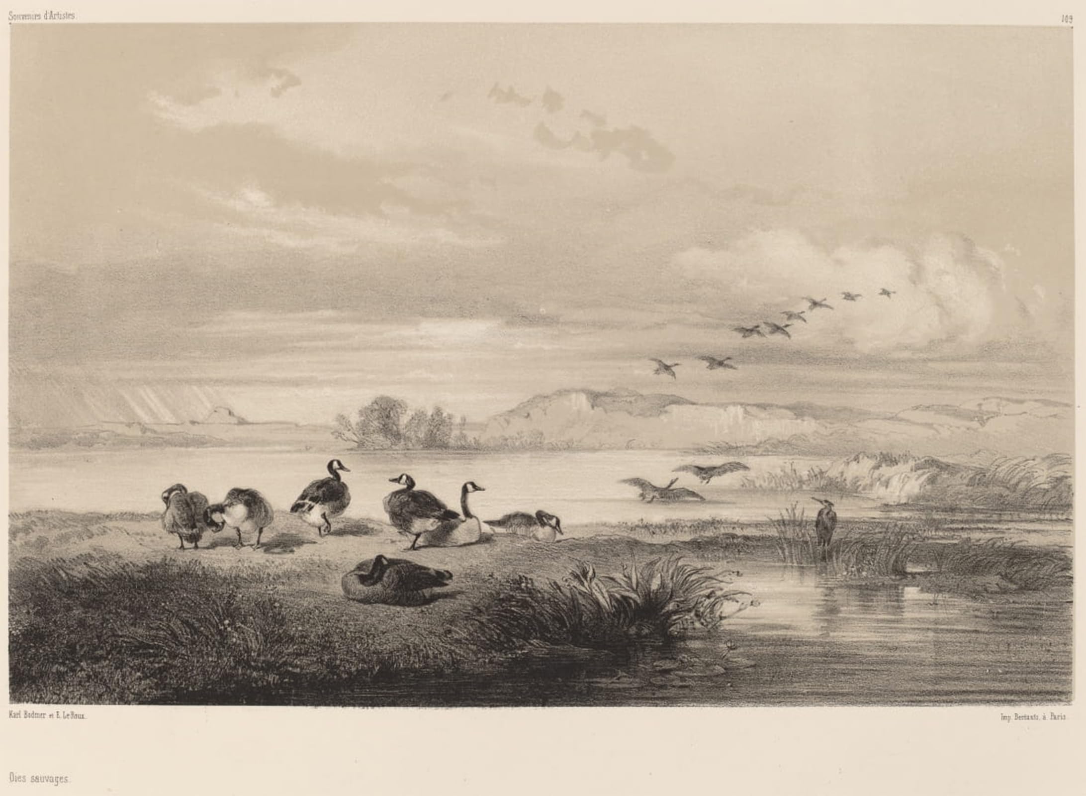 ARTXLXXBN Famous Painting Canvas Artwork Graffiti Print Wild Geese by Karl Bodmer Portrait Canvas Image for Home Decor 60x90cm