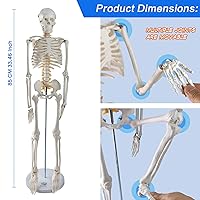 Vista 2 de EVOTECH SCIENTIFIC Mini modelo de esqueleto humano para anatomía, modelo de esqueleto humano de tamaño natural de 33.5 pulgadas y 1/2 con sistema