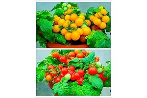 Cherry Tomato Seeds for Hydroponic Gardens: Savor the Sweetness Indoors