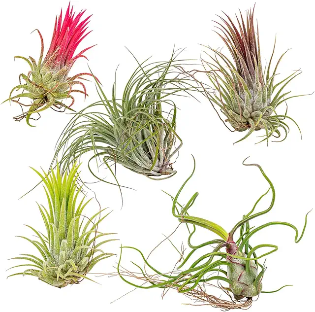 Tillandsia Luftpflanzen Mix - 5er Set - Pflanzen Terrarium - Pflegeleicht