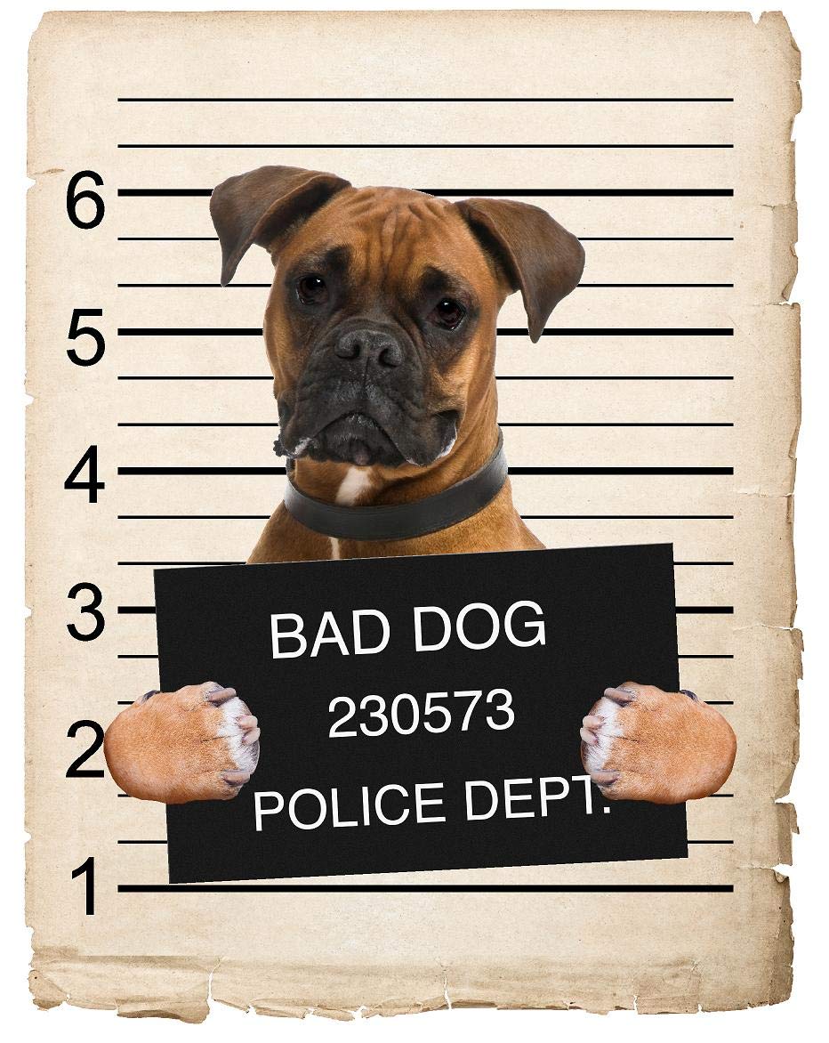 Boxer Dog Mugshot Bad Dog Car Bumper Magnet, Magnetic for Refrigerator, Decorative Fridge, Office, Whiteboard, Kitchen, Locker Waterproof Decor, Family & Friends, 4x7 in
