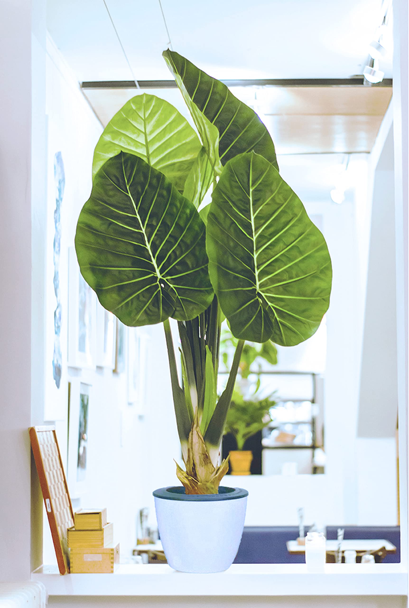 Tectsia 4 Inch Self Watering Planters for Indoor Plants, 3 Pack Easy Plant Plastic Flower Pots Small Herb Planters with Drainage Holes and Deep Water Reservoir Ellipse Style - White