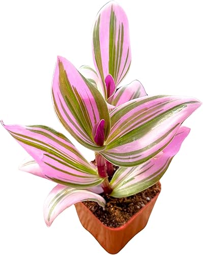 2" Plantas suculentas únicas vivas, plantas suculentas iniciales vivas, plantas de interior de fácil cuidado enraizadas en mezcla de tierra para