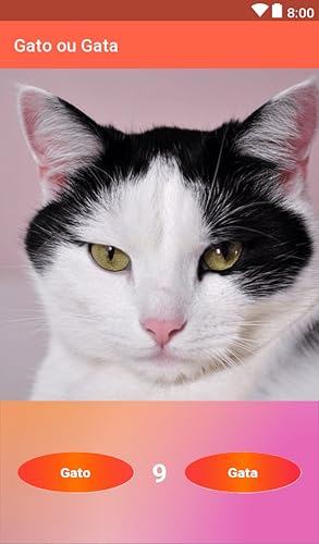 Gato ou Gata