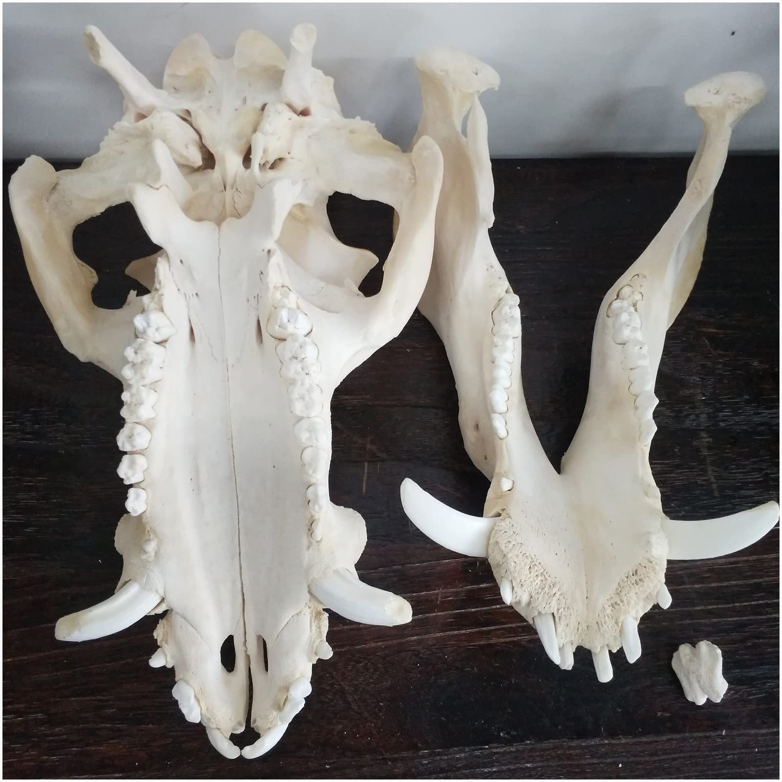 Amazon.co.jp: 本物の豚の頭蓋骨モデル本物の剥製動物の骨モデルペット