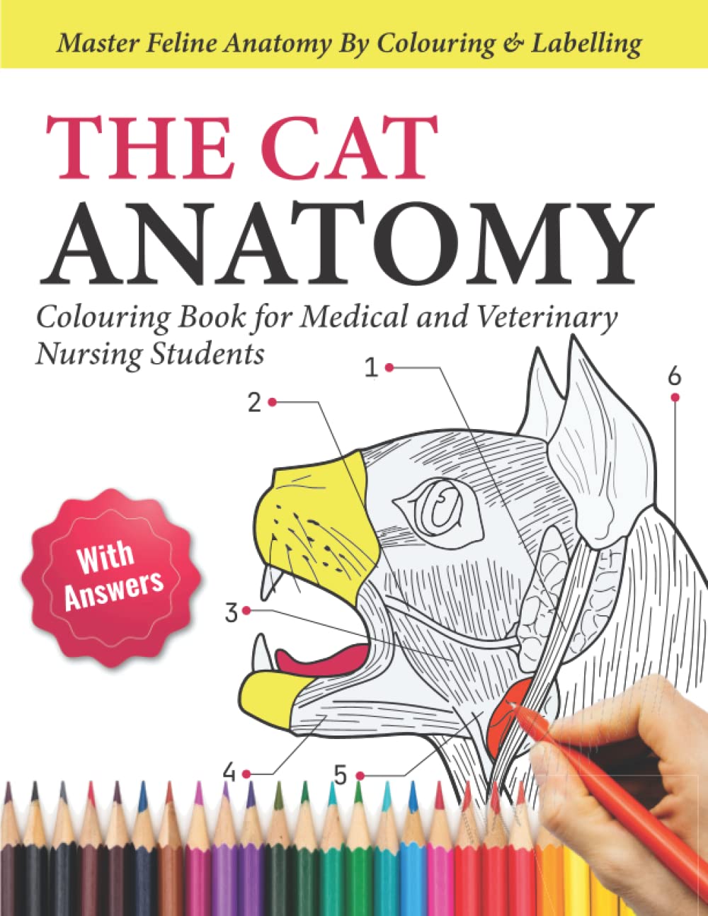 Buy The Cat Anatomy Colouring Book For Medical and Veterinary Nursing Students Master Feline