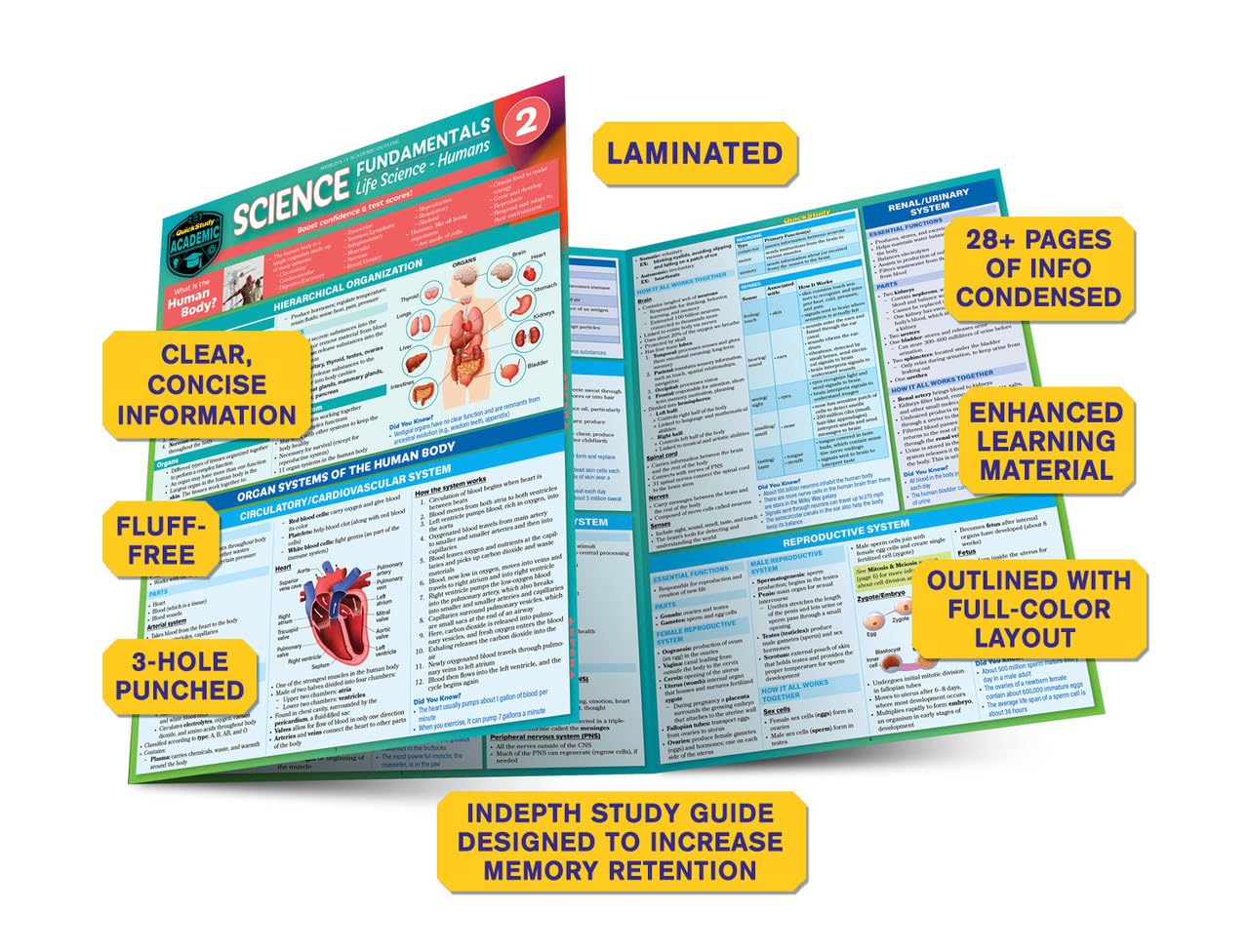 Science Fundamentals 2 - Life Science - Humans: QuickStudy Laminated Reference & Study Guide (QuickStudy Academic) - Image 3