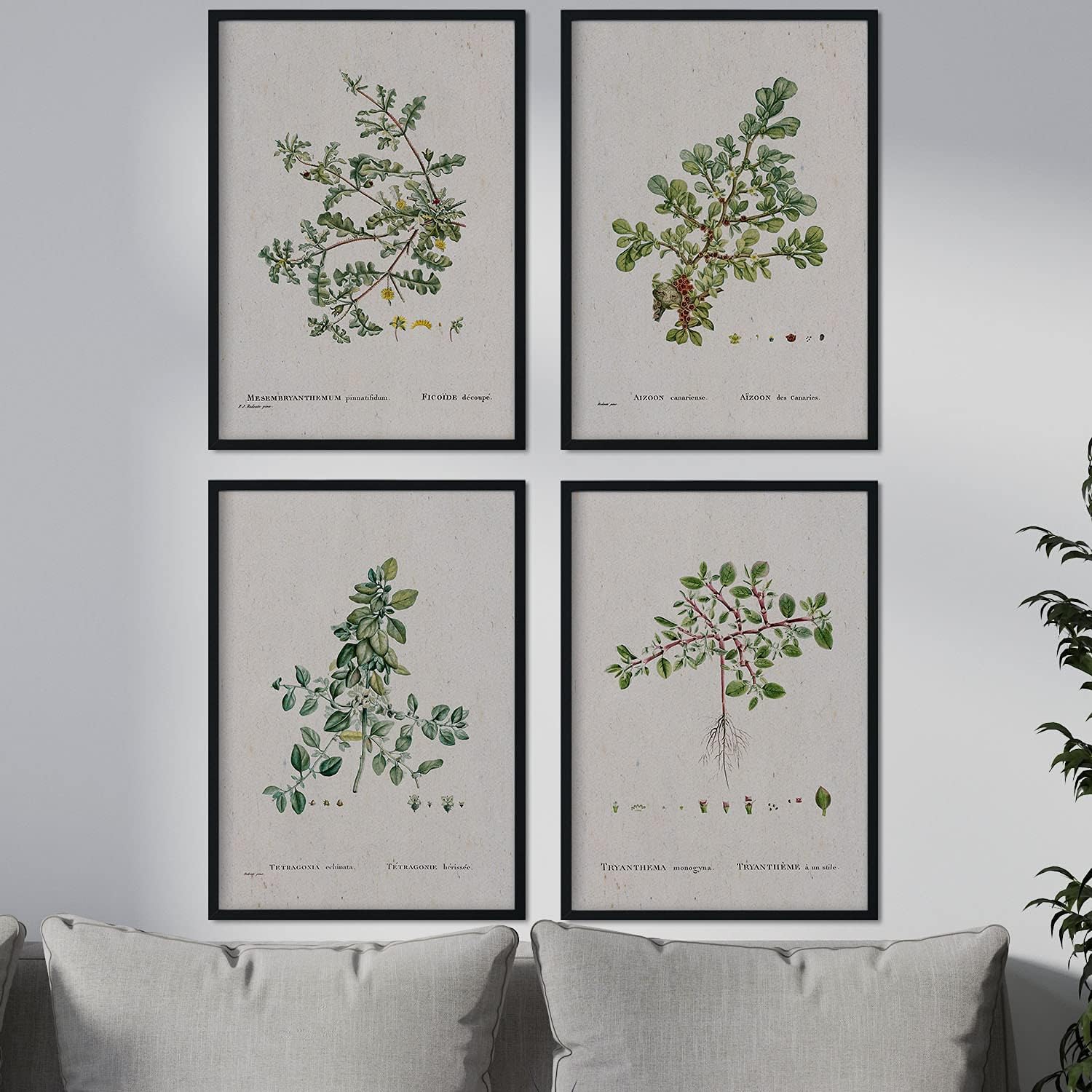 Nacnic Pack of sheets of sheets - Watercolour illustrations by French artist Pierre-Joseph Redouté - Home Decor - Size A3