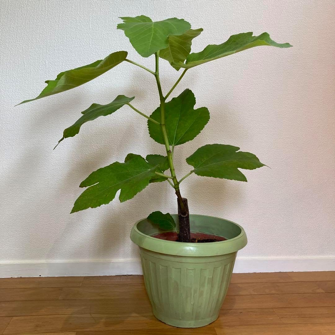 Maroc Gold苗　イチジク苗　いちじく苗 Maroc Gold苗 イチジク苗 いちじく苗 【公式通販】