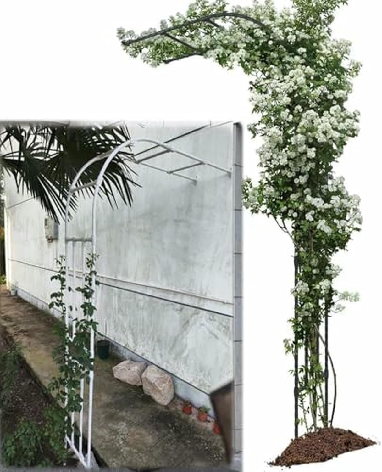 Treasured in The Inter -Imperie -Resistant Metal Garden for Climbing Plants, Outdoor Plants Support, Elegant Landscape Decoration, Perfect for Vines and Flowers ~/