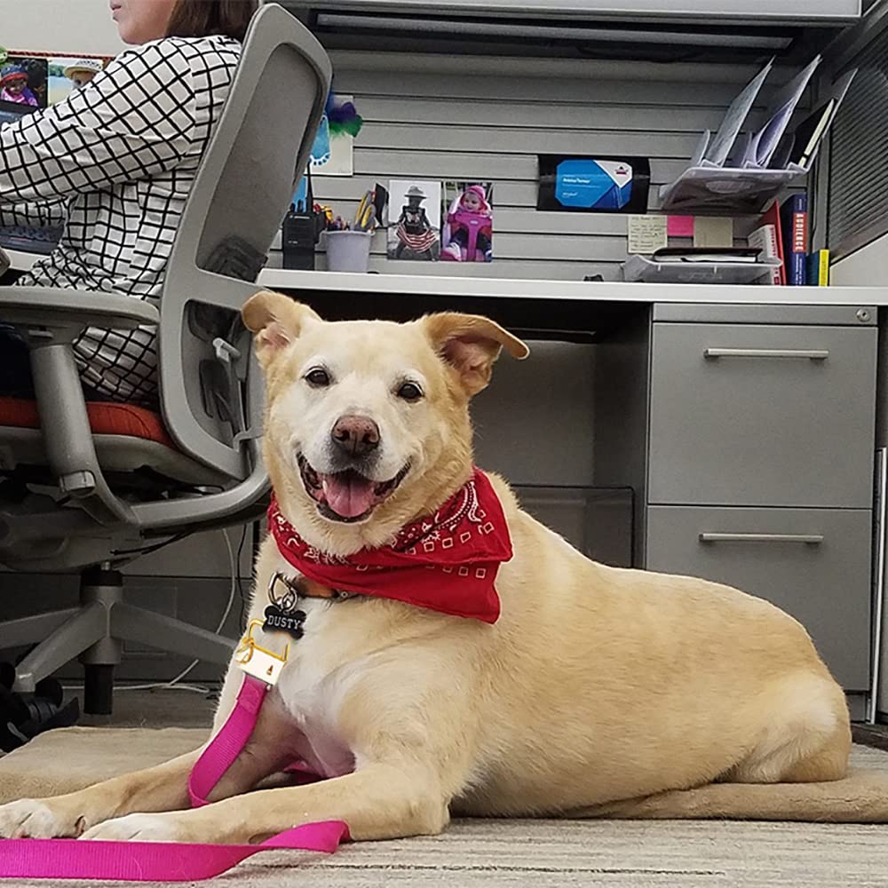 YXHZVON 30 Pezzi Hardware Anello Clip, 25 Mm Portachiavi Hardware Clip Di Coda In Metallo Con Portachiavi Per Tessuto Cordino Fatto A Mano Fai Da Te (Nero