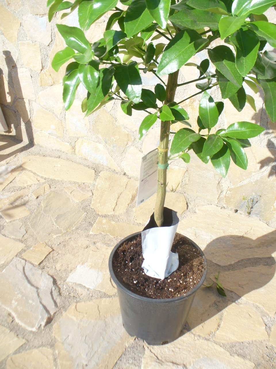 Pamplemousse (agrumes - paradisi) un jeune arbre avec un tronc épais