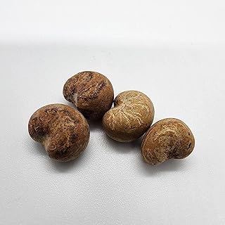 Amazon | アダンソニア・グレゴリイ （オーストラリアン バオバブ ）Adansonia gregorii 種 ４粒 | 種