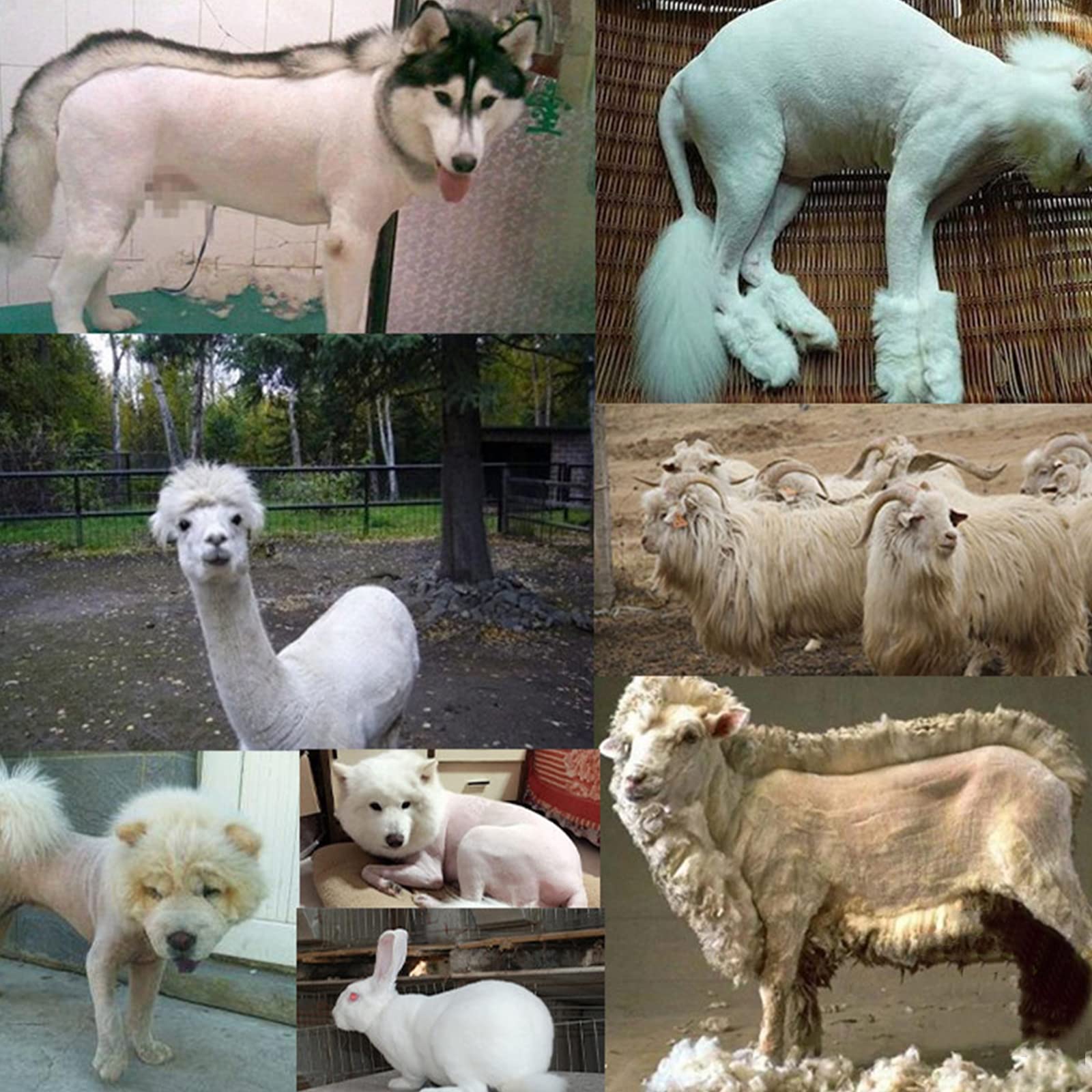 Cortapelos para Perro Profesional 200W,Maquina Pelo Perros,Cortapelos Perros Pelo Largo,Bajo Ruido Máquina Cortar Pelo,Ideal para Conejo/Perro/Gato/Oveja Y Otros Animales