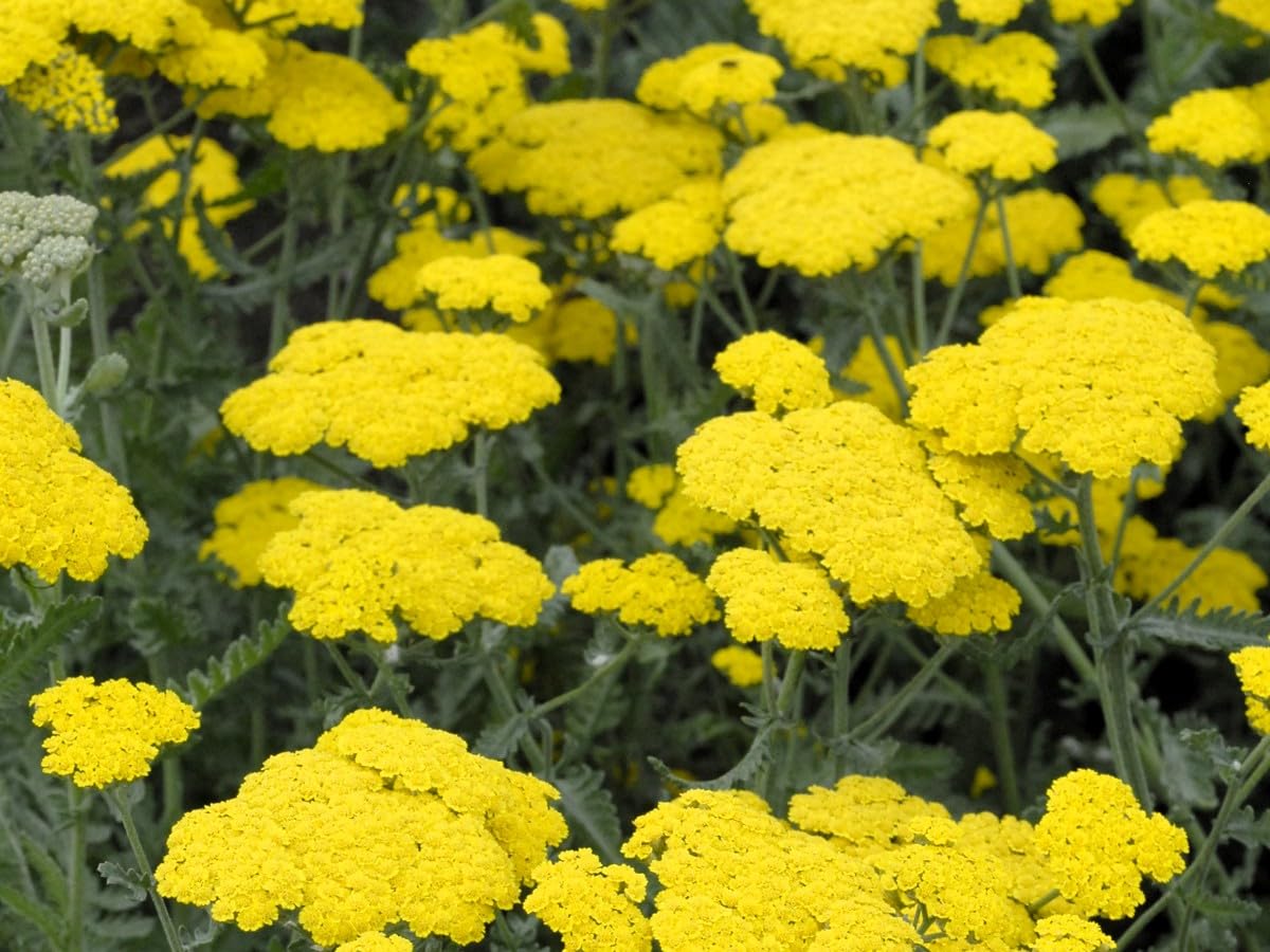 Greenwood Nursery Achillea 'Moonshine' Yarrow