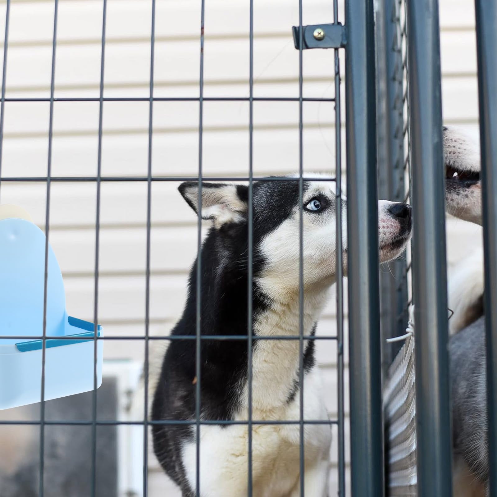 Ciieeo Gamelle Suspendue pour Petits Animaux Bol Alimentaire Anti-Renversement en Plastique Bleu Compatible Lapins Cochons D’Inde et Hamsters Distributeur Nourriture Sécurisé pour