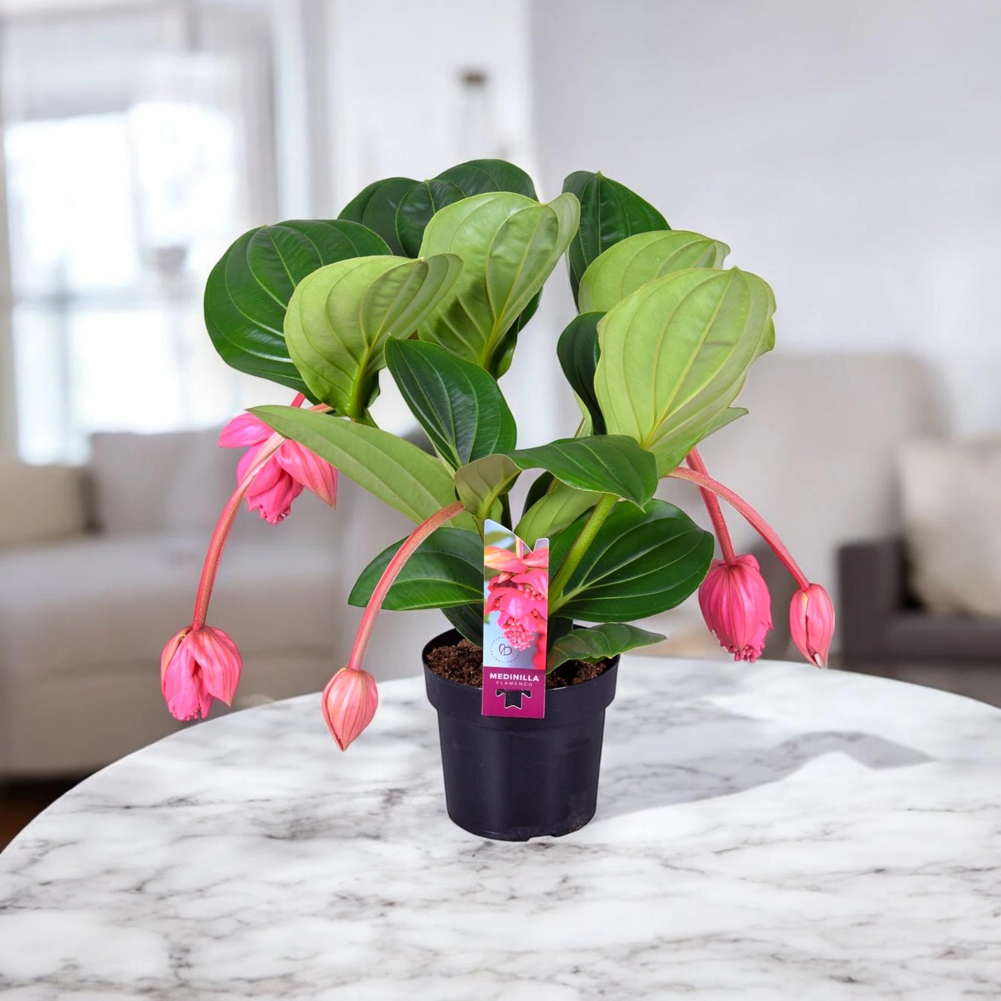 Medinilla Magnifica Pianta da Interno, Colore Rosa Intenso e Verde, 60 cm, Vaso 17