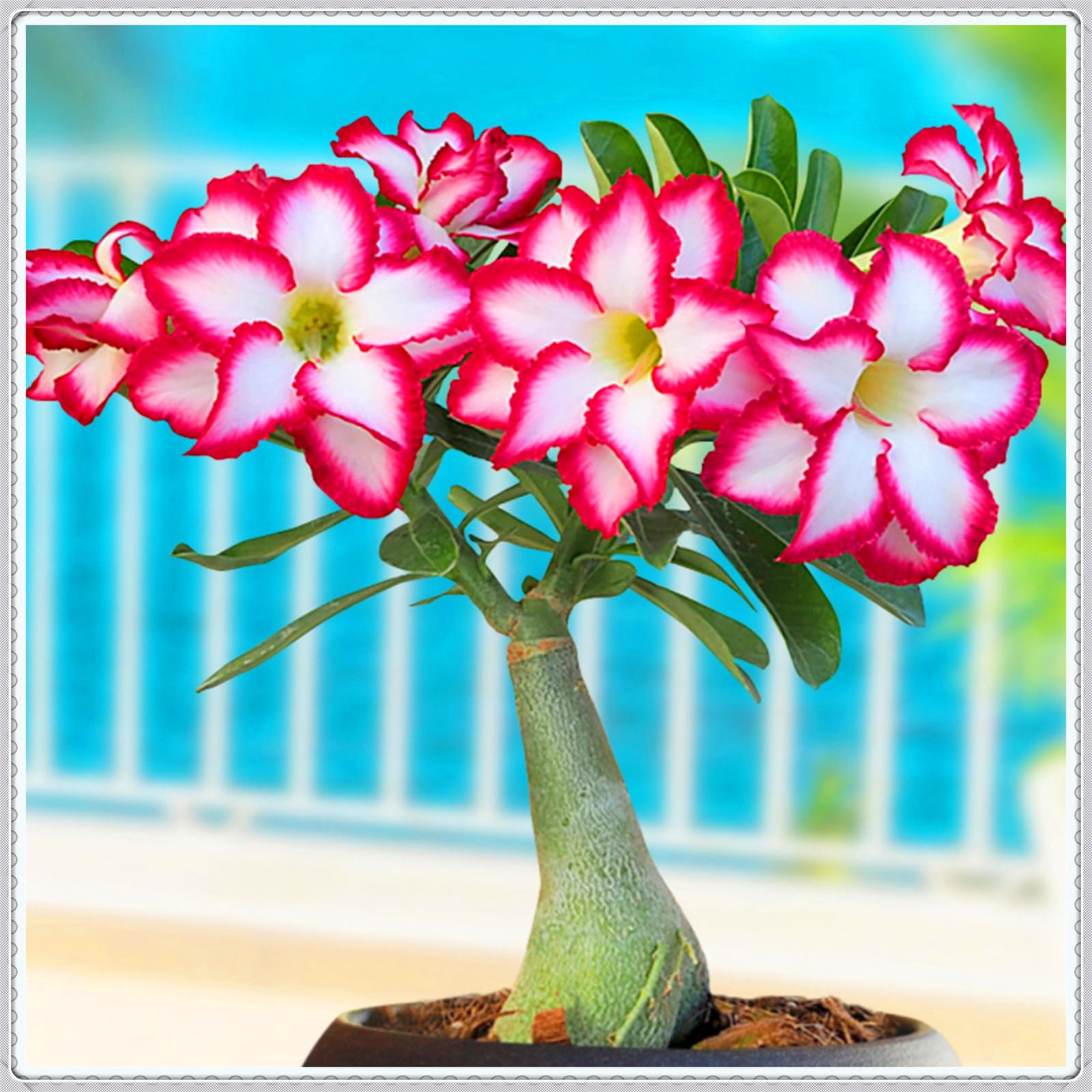 Mix Garden Bulbs, Desert Rose Bulbs, Golden Beautiful, Desert Rose Plant Bulbs, Adenium obesum Plant, Wedding Flowers, 1Bulbs-F