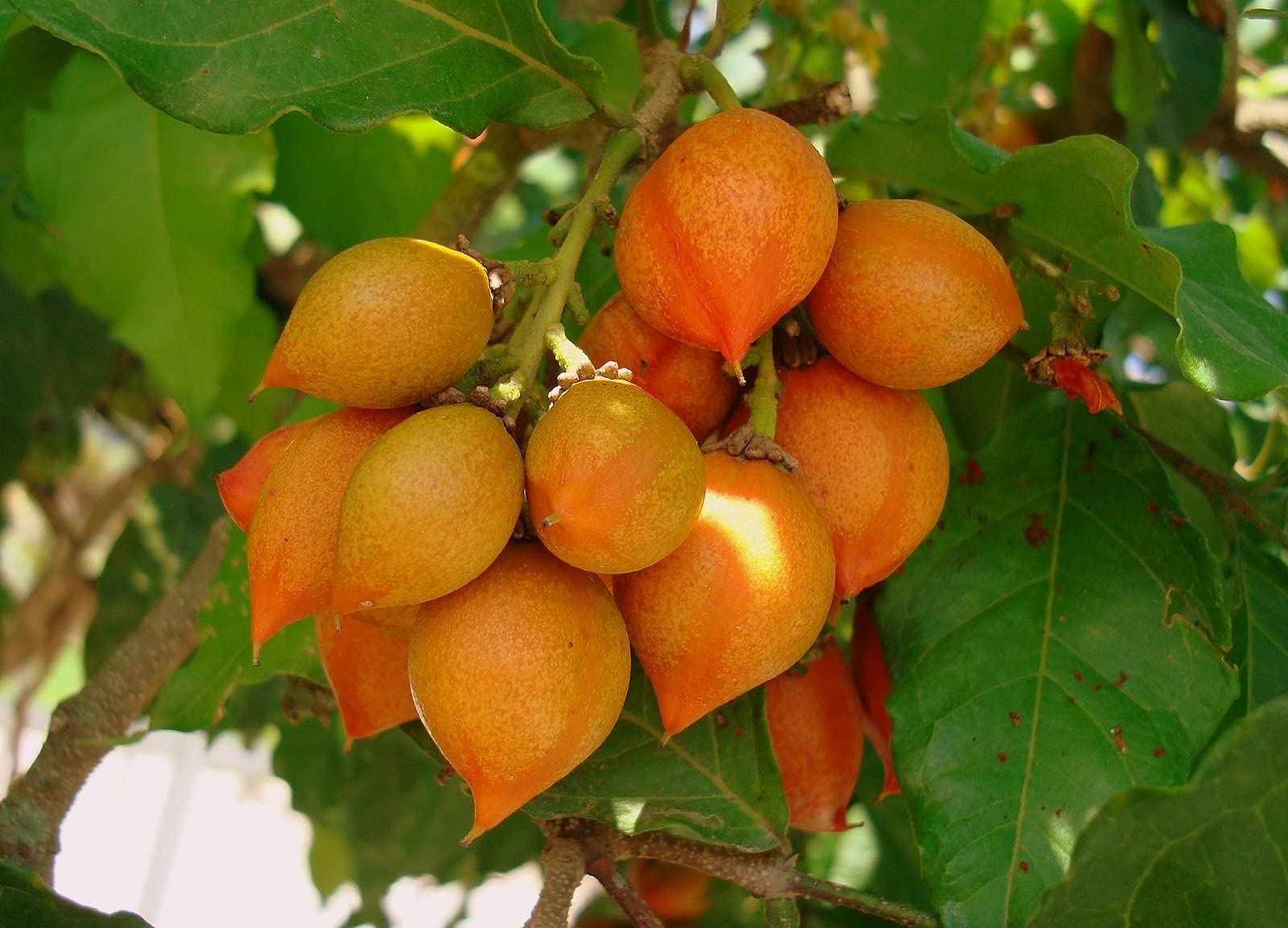Floral Treasure Rare Peanut Butter Fruit (Bunchosia glandulifera) 1 Healthy Live Plant (Seedling) (B09CHHJ87M) Amazon Price History, Amazon Price Tracker