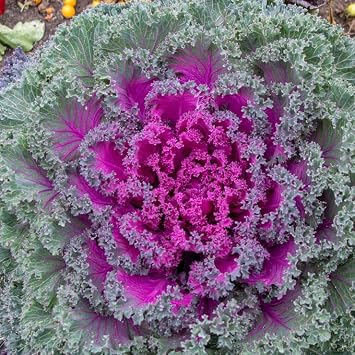 Park Seed Rainbow Candy Crush Hybrid Ornamental Kale Seeds - Pack of 10 Seeds, Vibrant Pink and Purple Leaves, Edible, Perfect for Small Space Gardens and Containers