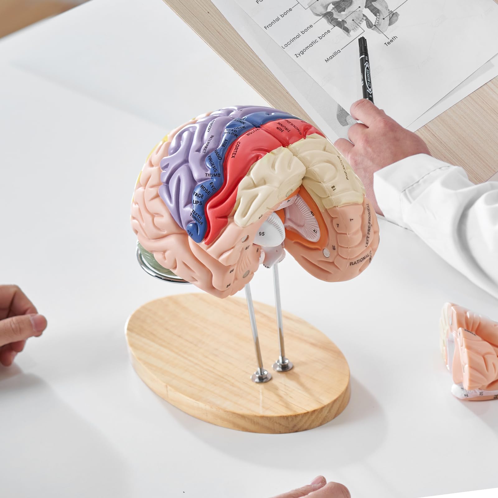 VEVOR Modello Anatomico del Cervello Umano in 4 Parti a Grandezza Naturale, Base Espositiva con Etichette, Cervello Staccabile per Insegnamento e Apprendimento