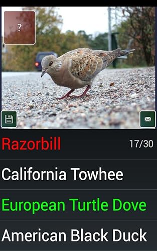 Pássaro espécie Trivia Quiz