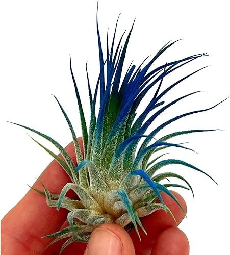 Miniatura 2 de ragnaroc Plantas de aire Tillandsia Ionantha, Regular 2-3 pulgadas - 1 unidad - Color orgánico mejorado - Llegada en vivo garantizada - Plantas de