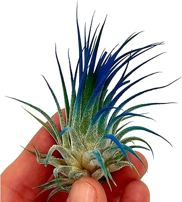 ragnaroc Air Plants - Tillandsia Ionantha, Regular 2-3" - 1ct - Organically Enhanced Color - Live Arrival Guaranteed - House Plants for Home Decor & Gift, Ocean