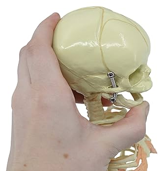 EISCO Infant Fetus Skeleton Model, Mini Size - Single Skull