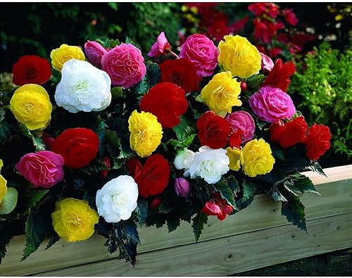 Miniatura 3 de RAISE ME UP Seeds Wax Begonia - Mezcla de hojas grandes, flores anuales