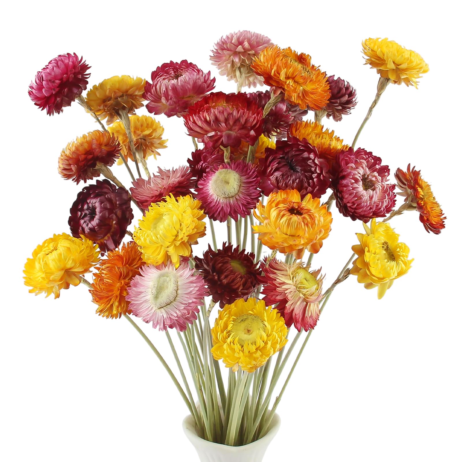 Fiori Secchi Naturali Margherita Composizione 32 Pezzi Stabilizzati per Matrimoni Decorazioni Casa