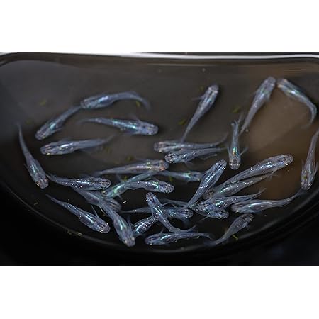 Amazon 魔王改メダカ 生体 ５ペア 計１０匹 ノーブランド品 観賞魚 水中生物 通販