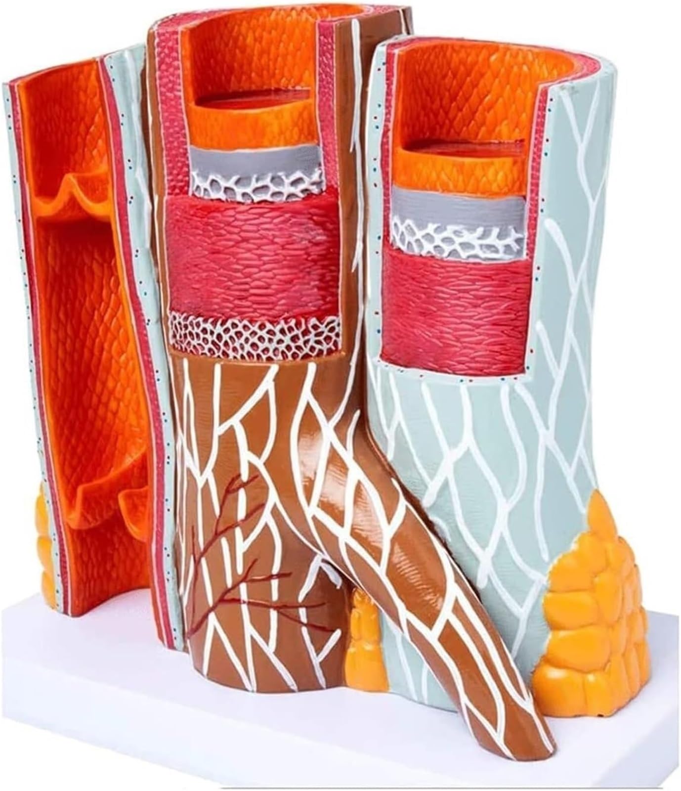 Model anatomii tętnicy ludzkiej, anatomiczny model naczyń krwionośnych do nauki i nauczania, model sercowo-naczyniowy do prezentacji edukacyjnych, rozmiar 14 x