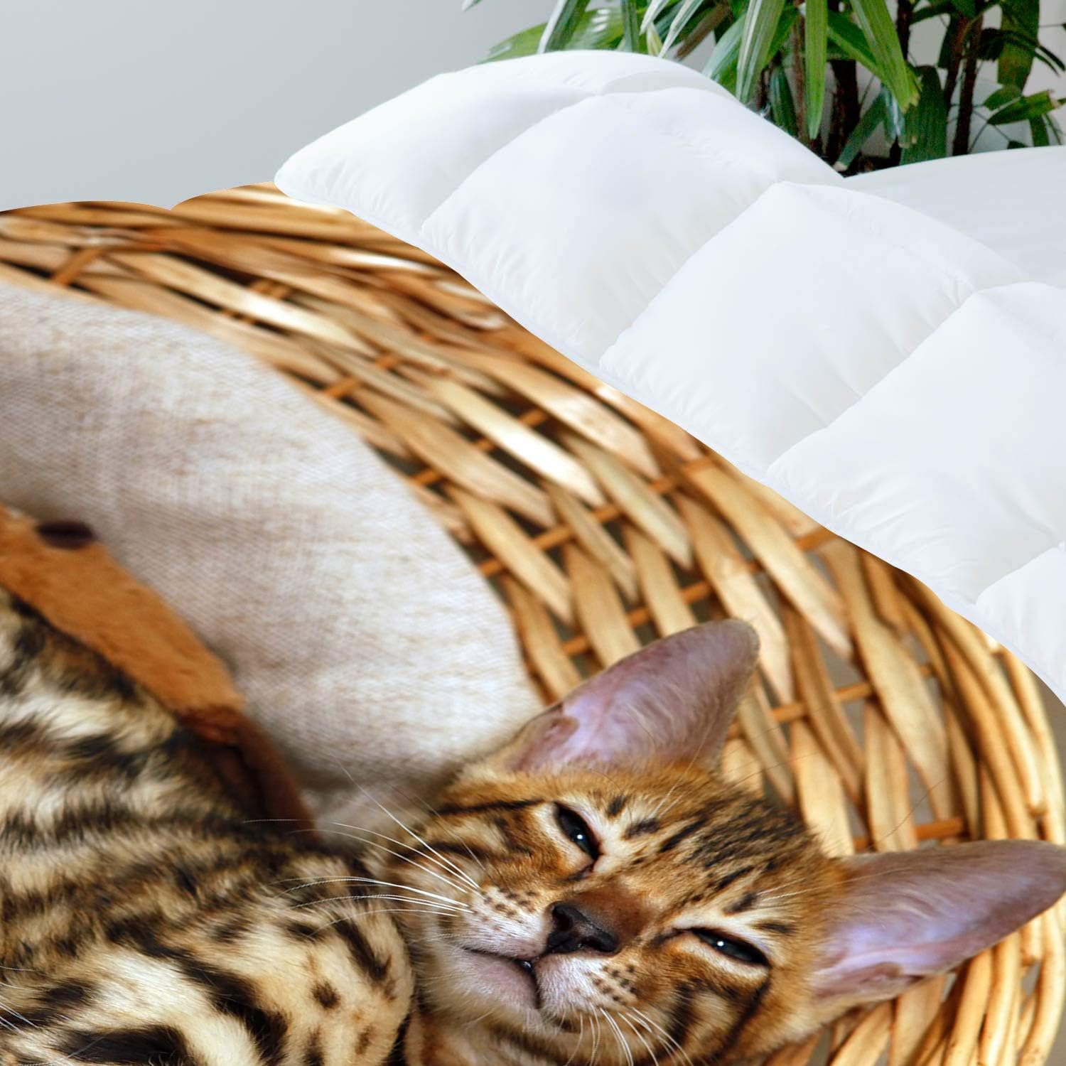 羽毛布団カバー掛け布団セット寝具 布団カバーセットマイクロファイバー布団カバーセット135 X 0cm 2枕カバー50 X 75cm 寝具カバーセット Www Qbusinessmagazine Com