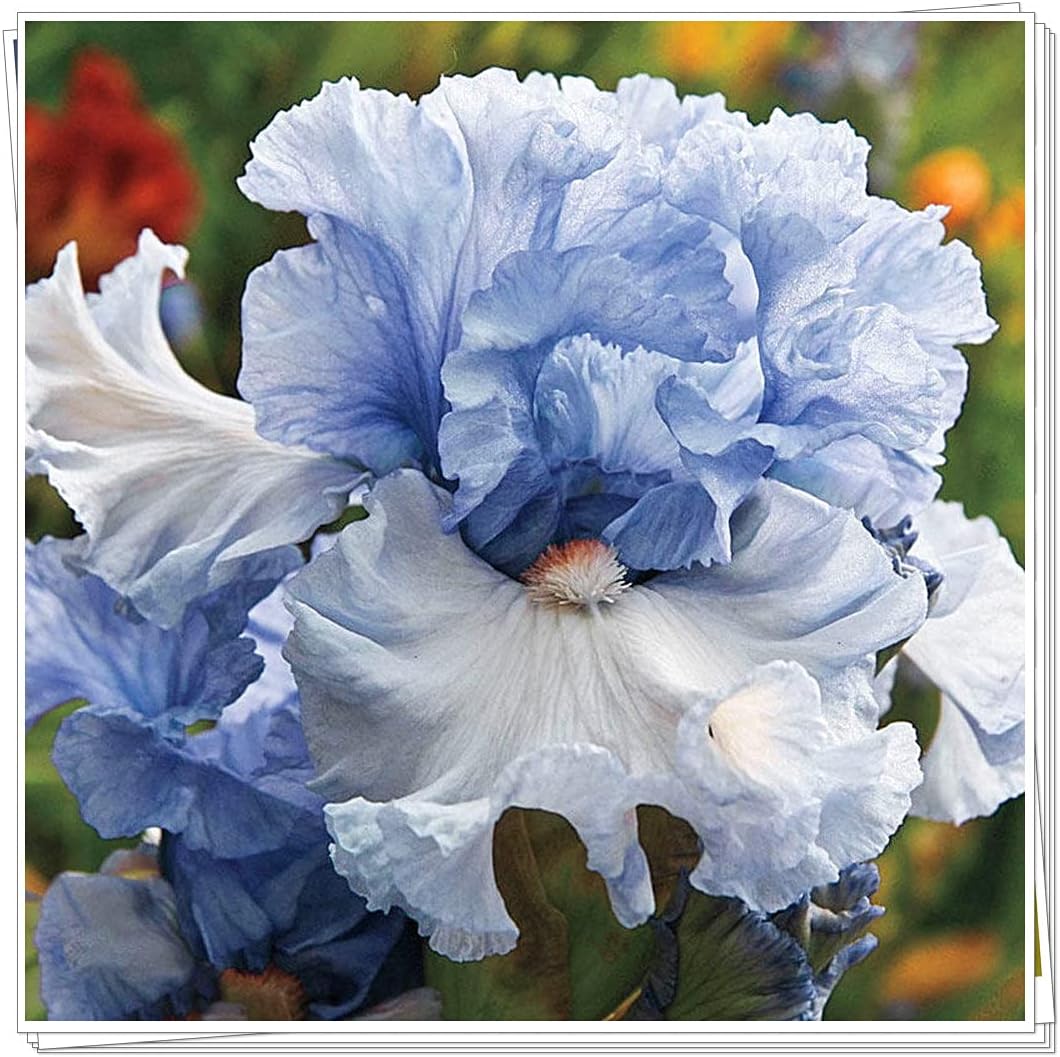 信用 4種類混合色の植物のカラーオプションアイリス ワンダーホーム土壌培養植物 Irisplaza 30球根 4