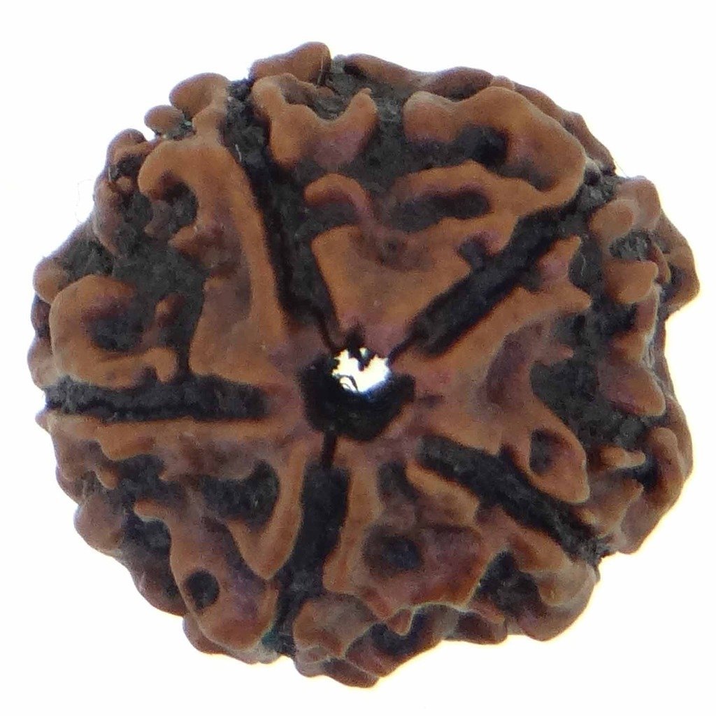 JINALI GEMS100% Natural 5 MUKHI/FACE Nepali RUDRAKSHA Beads by Jinali gems