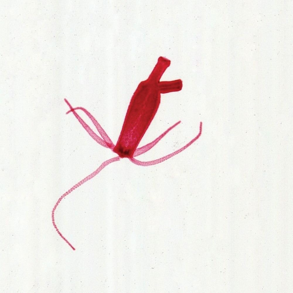 Hydra, Budding Adult, w.m. Microscope Slide