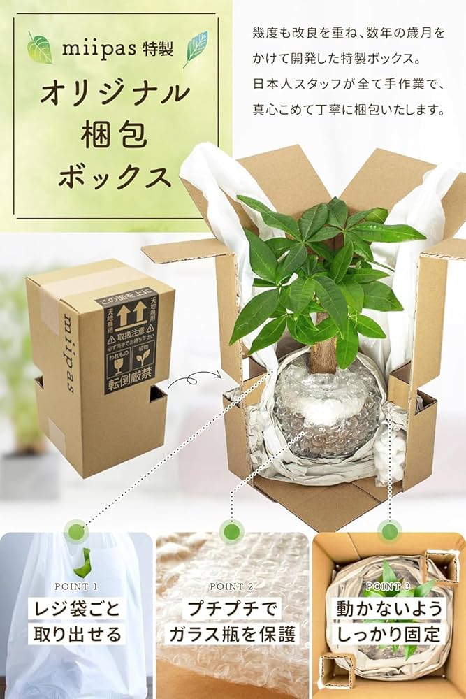 パキラさま専用 園芸ネット本店｜[ザ・ファームセレクト]パキラ：ムーンライト 7号