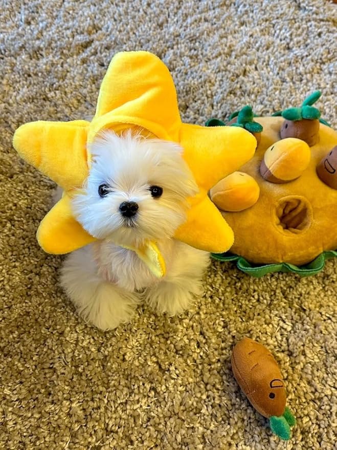 Sombrero de Estrella de Mar para Perro Disfraz Selena Talla Única Amarillo miniatura 7