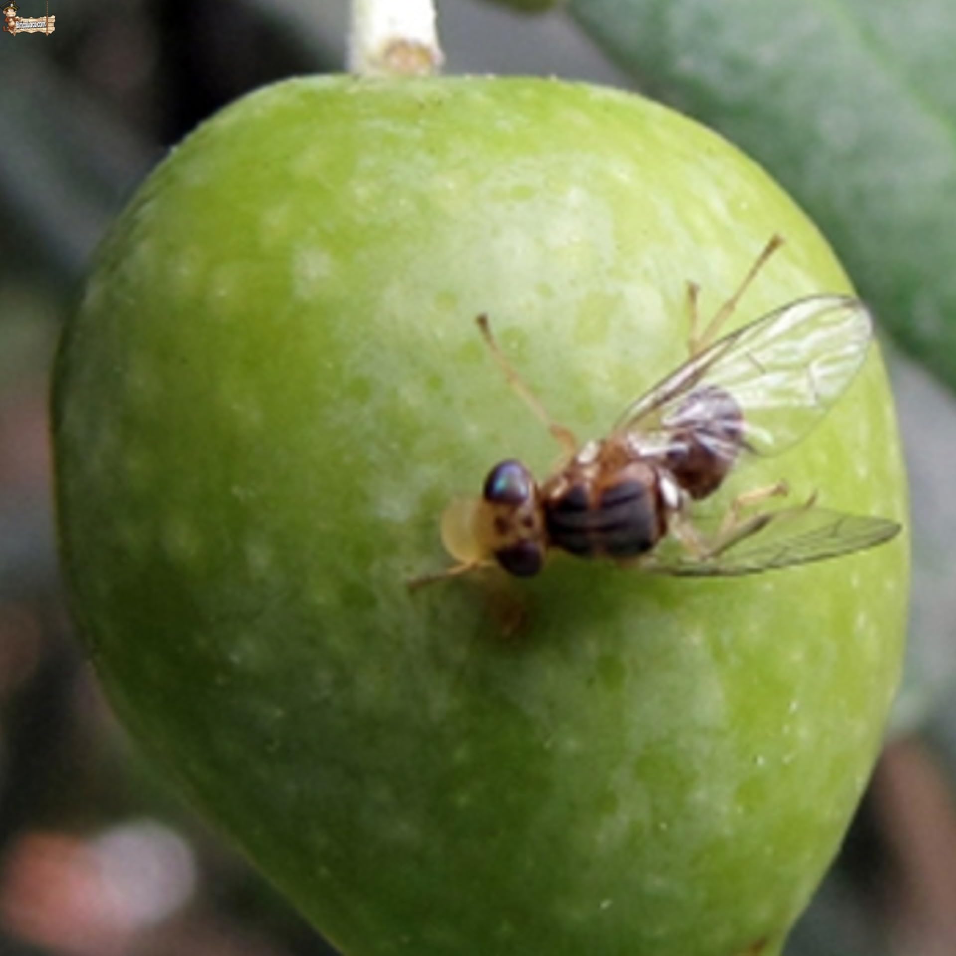 BricoLoco.com Fertilizante fosfato diamónico hidrosoluble DAP ¡¡¡ 250 GRAMOS !!!! Abono NPK 21-53-00 Cebo atrayente para trampas de mosca del olivo o fruta. Fermentación levaduras vino (0,25 kgs)