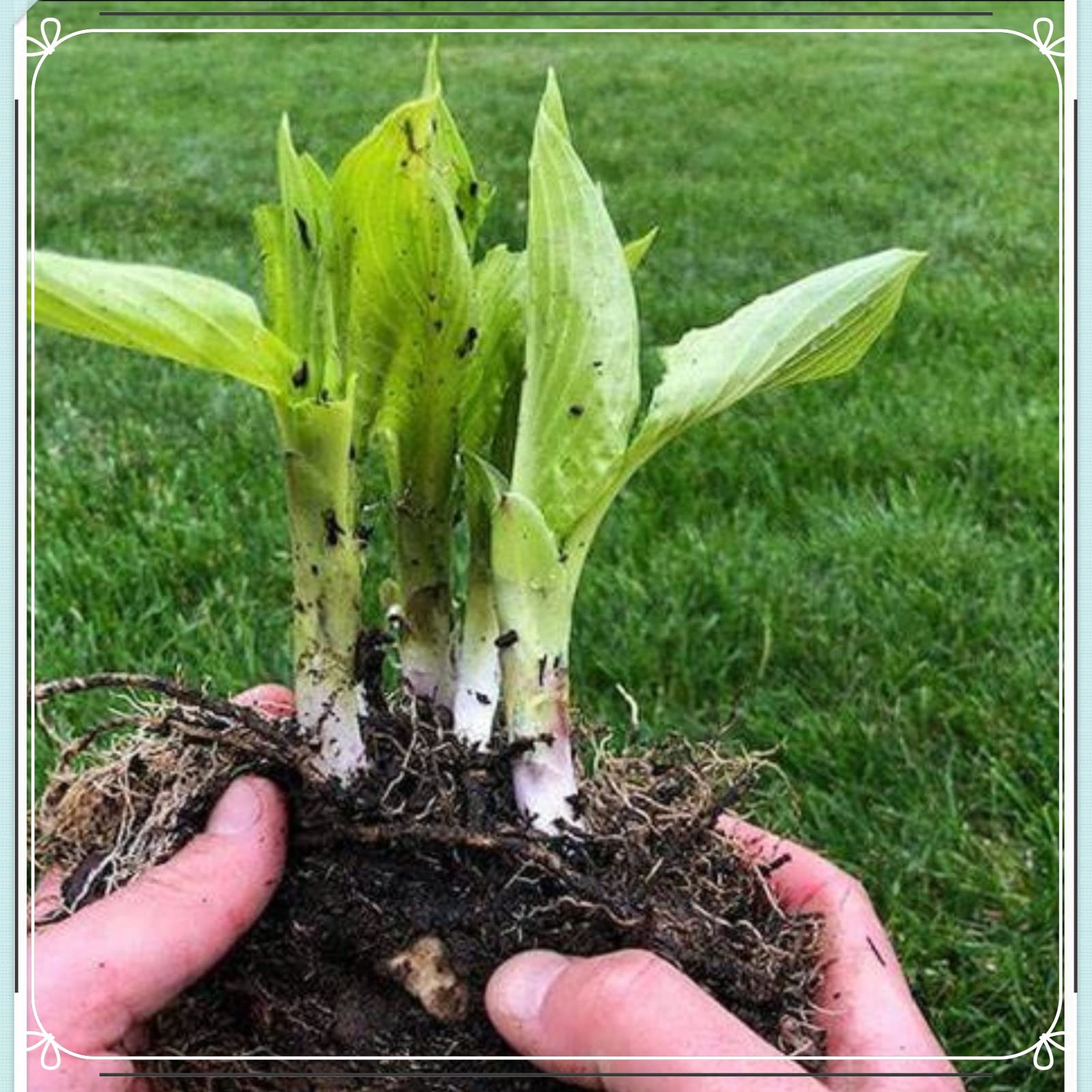Hosta Funkien Rhizome - 4 Winterharte Stauden Für Schattenbeete