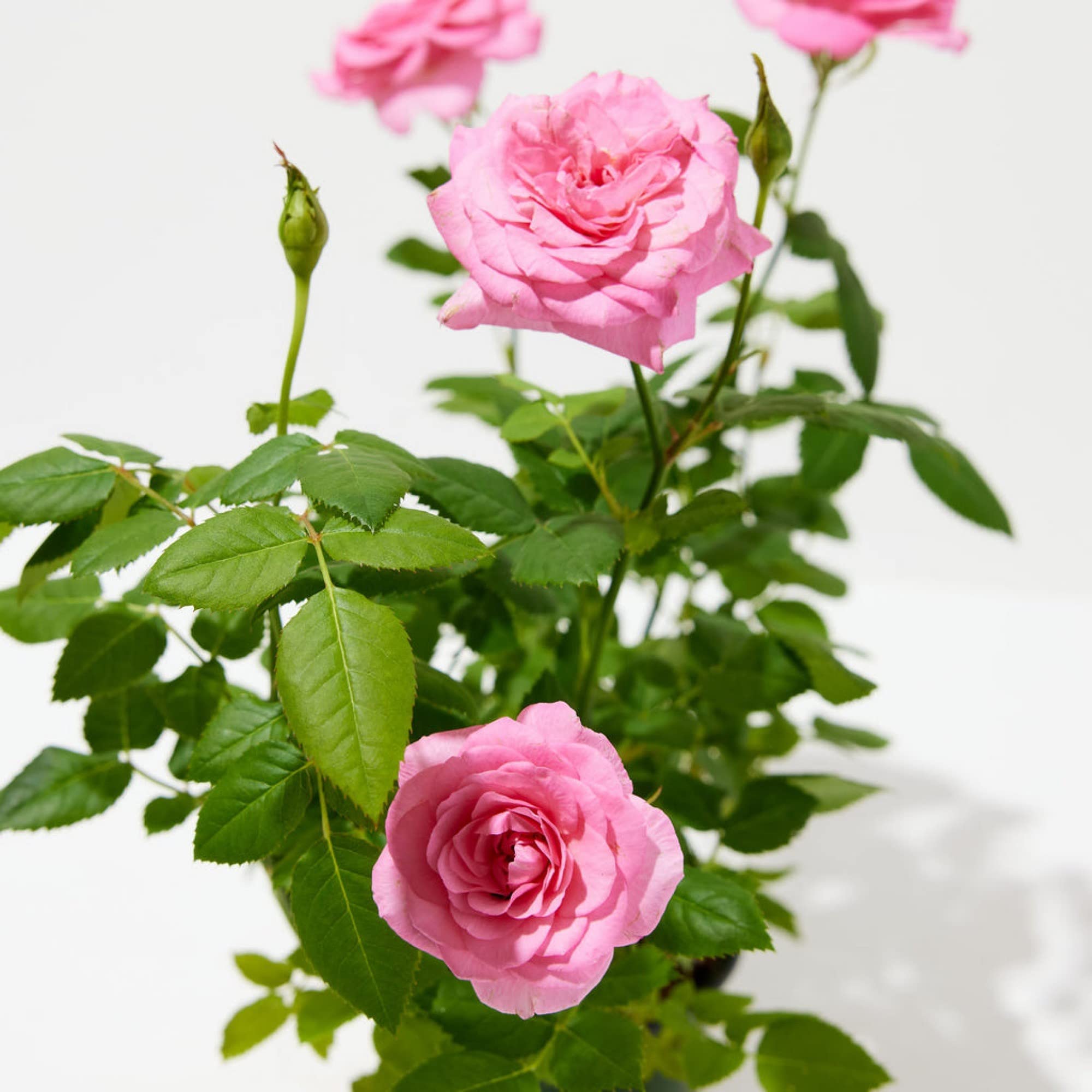 Guruji Plantation Miniature Rose Plant Indoor Plant For Home and Garden with Pot (Pack of 1) (Pink) (B0BTHZXGHC) Amazon Price History, Amazon Price Tracker