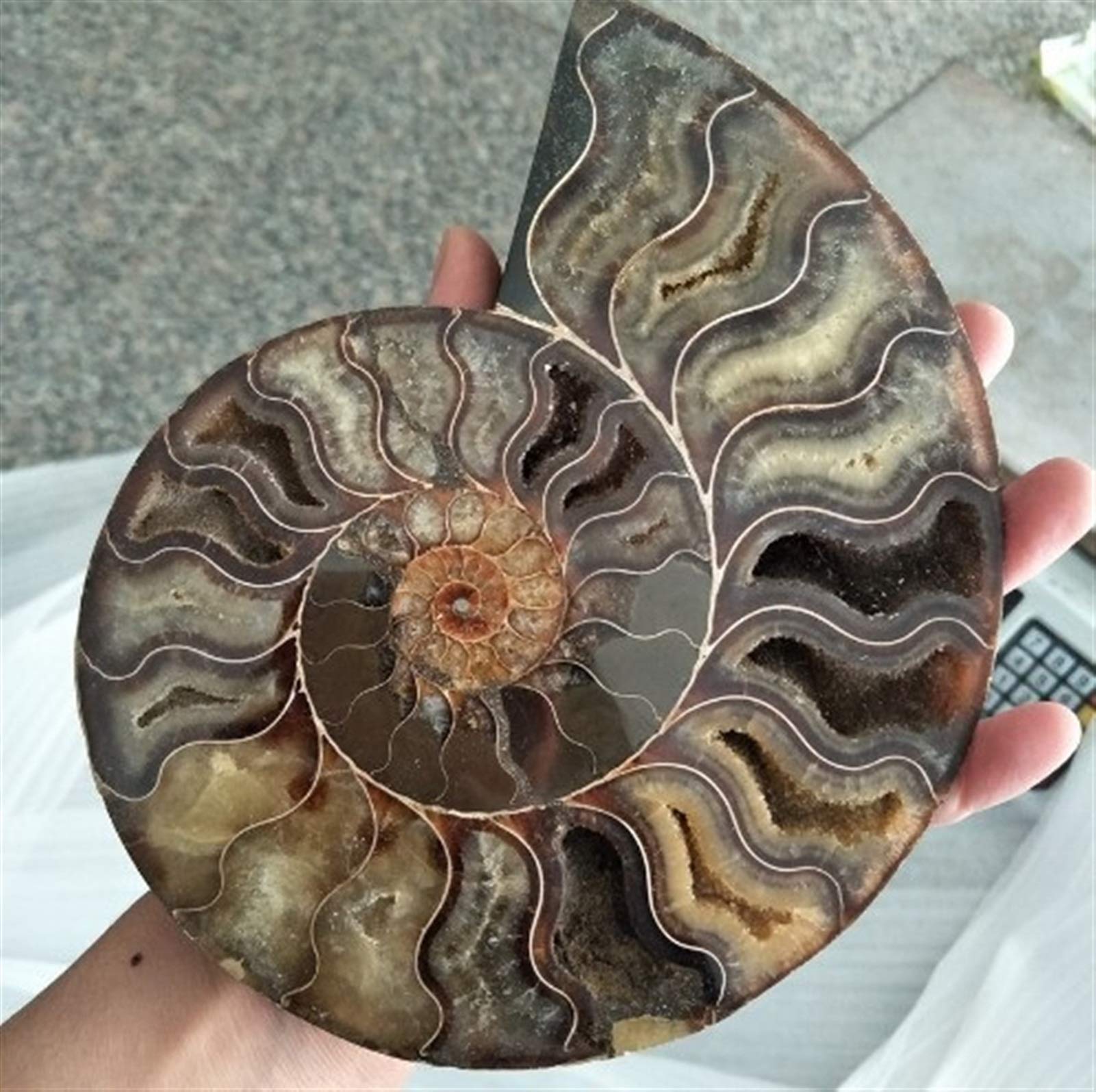 Fossiles de Grande Taille Ammonite Iridescent Stones Naturelles et Minéraux Specimen Accueil Décoration