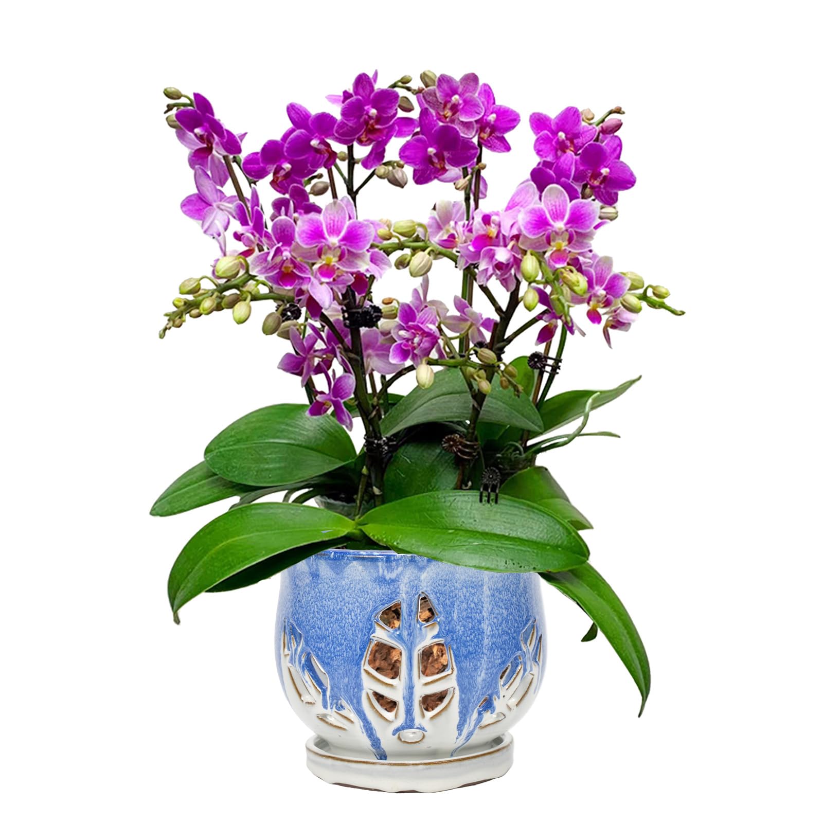 W&W Orchid Pot