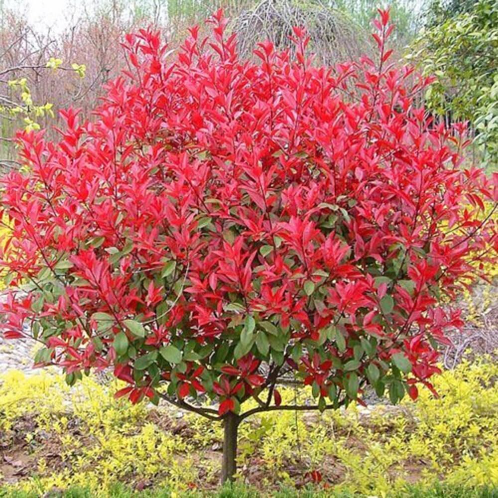 glanzmispel red robin - heckenpflanzen winterhart immergrn bio balkon  blumendeko topfpflanzen luftreinigende zimmerpflanzen zimmerbonsai  minigarten blumenbeet winterharte 750samen : Amazon.de: Garten