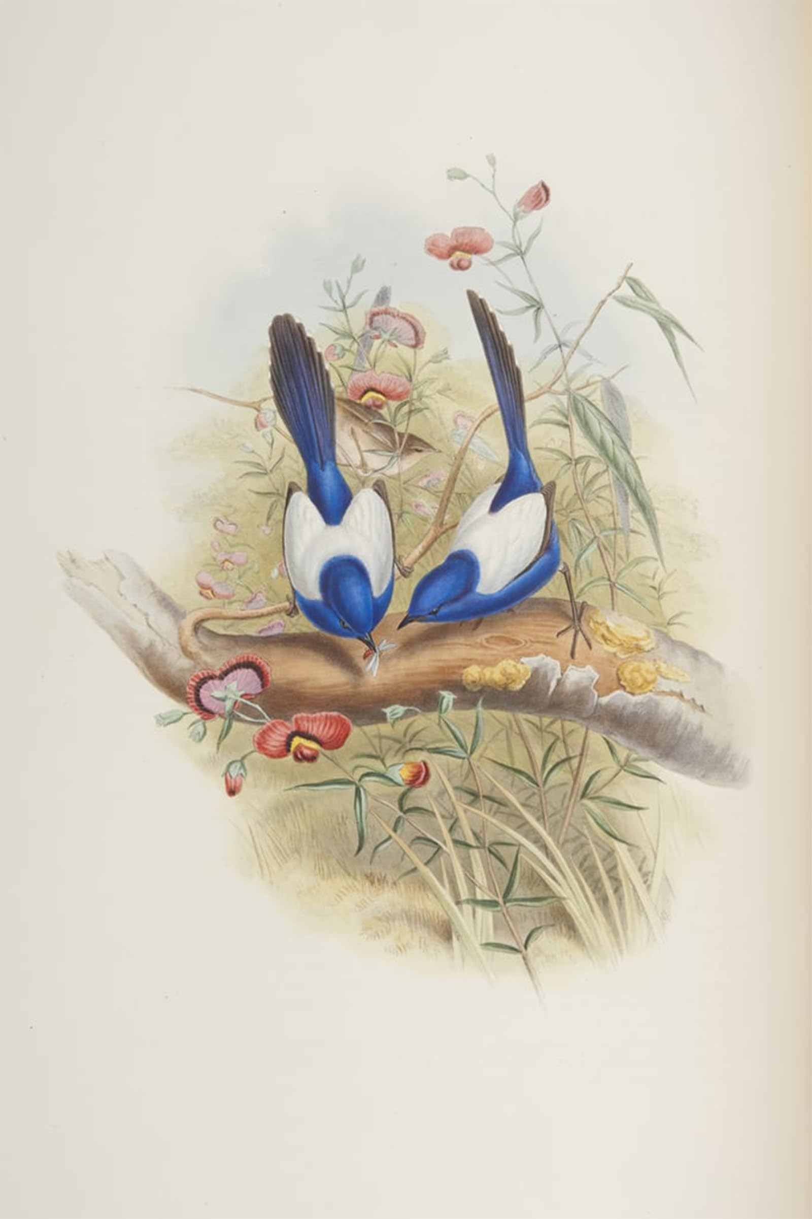 Tableau Malurus Leuconotus oiseau affiche John Gould 60x90cm - 5