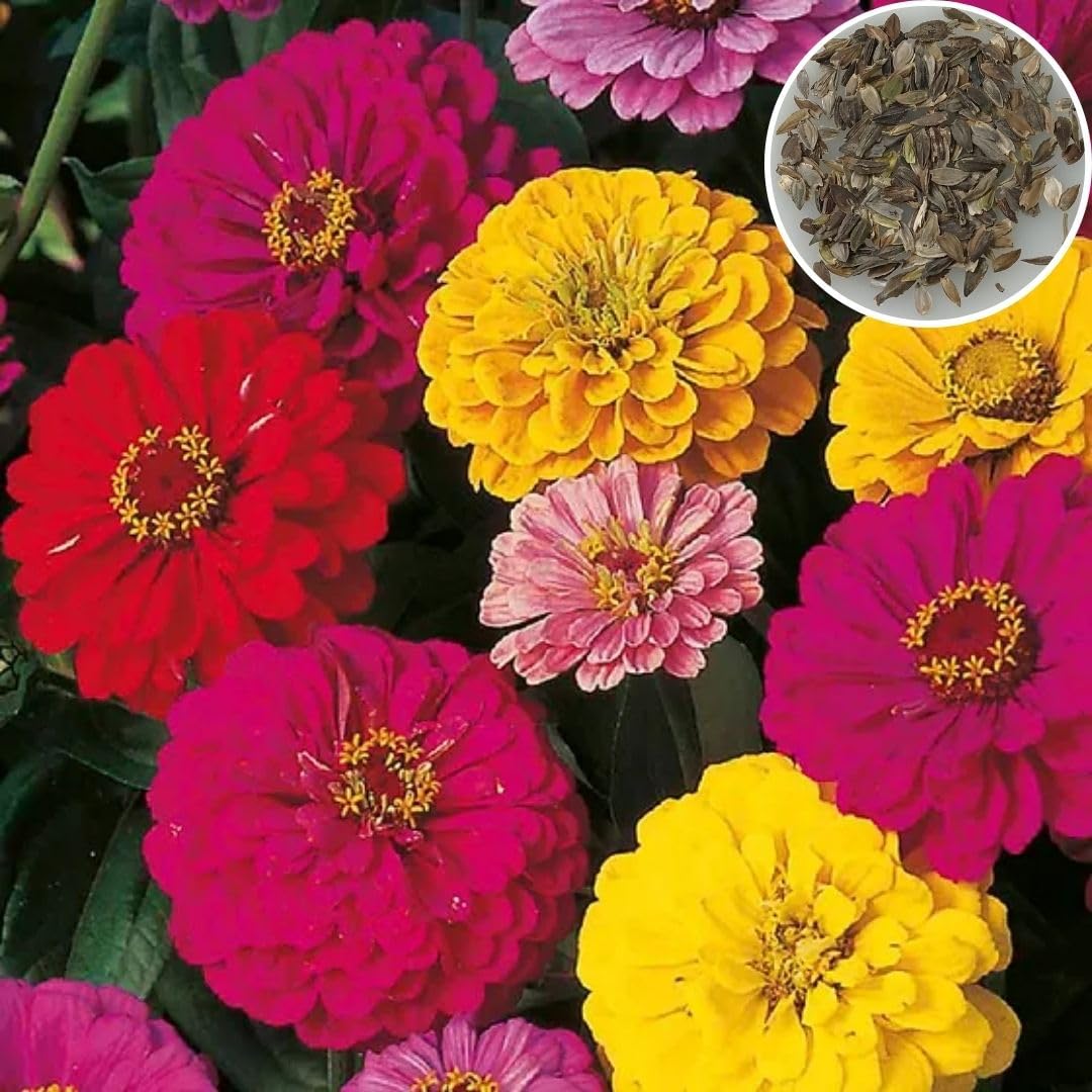 Seedbasket Zinnia Dahlia Flowered Mixed Summer Flower (100 Seeds) – Vibrant Dahlia-Shaped Flowers for Gardens, Borders, and Cut Flower Gardens, Summer Blooms