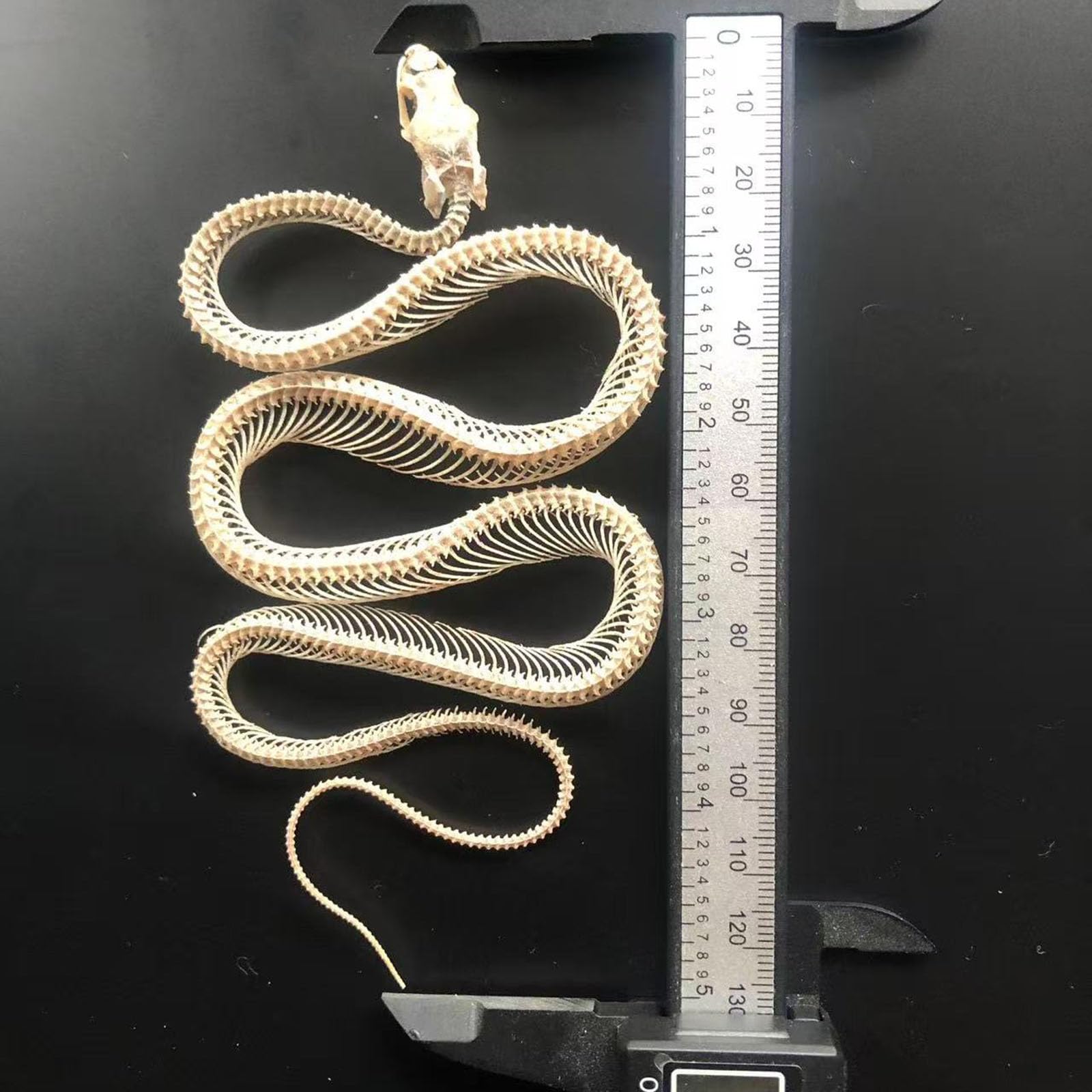Tassidermia Animali Veri Scheletri di Serpente Teschi, Specimen di Scheletro di Serpente a Corpo Intero, Materiale di Tassidermia per l'Educazione Scientifica, Regalo Speciale